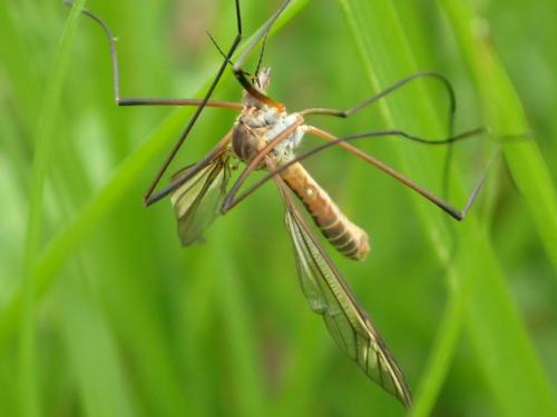 Tipula vernalis